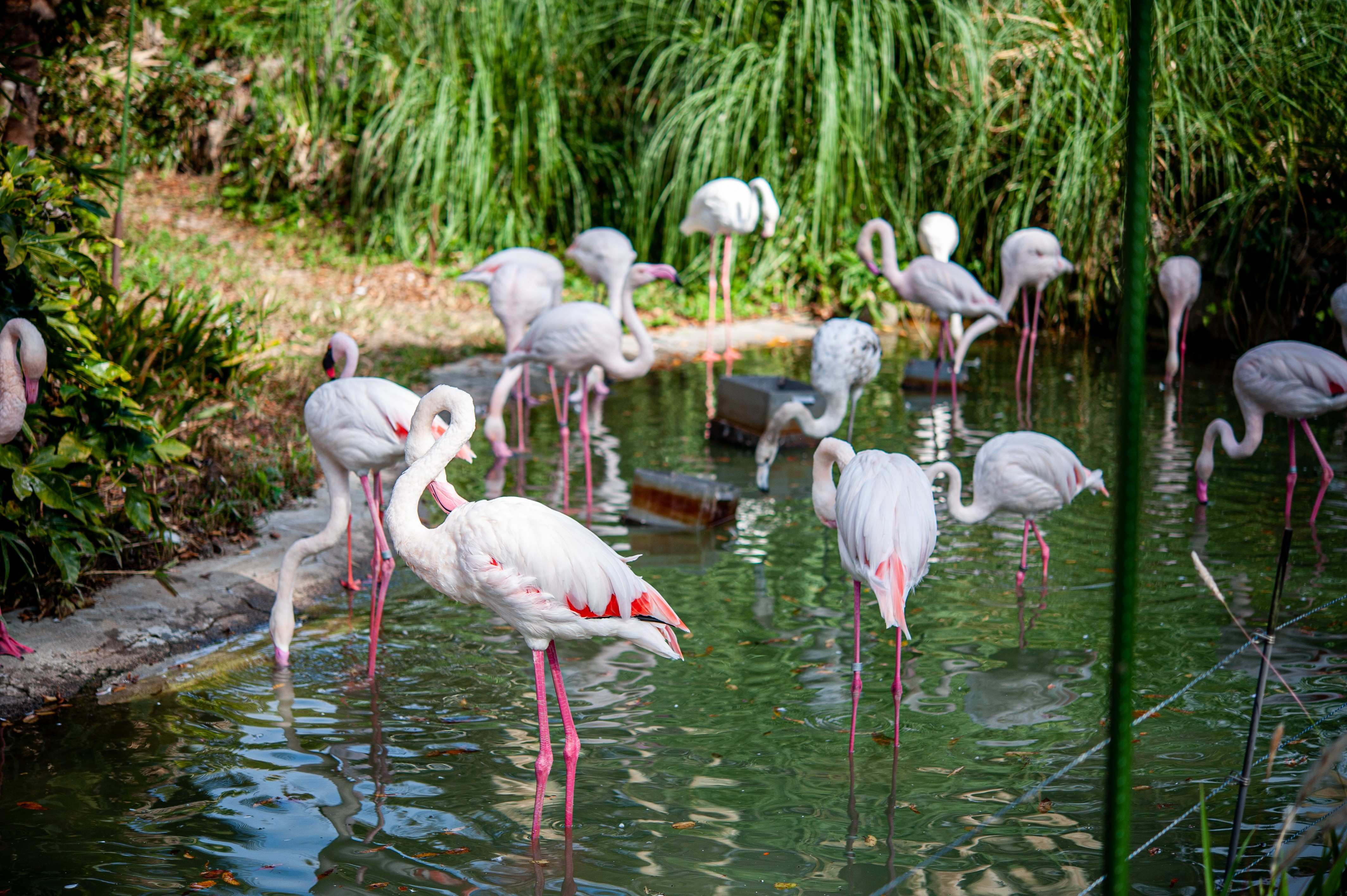 🐘 히로시마시 아사 동물공원(히로시마시 아사 도부츠코엔) 이미지 1